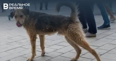 В Тукаевском районе Татарстана в несколько раз завысили показатели по отлову собак
