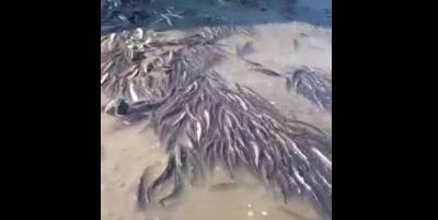 На берегу Охотского моря косяк наваги оказался в ловушке на мелководье - видео - ТЕЛЕГРАФ