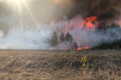 В Курганской области произошло 102 лесных и 526 ландшафтных пожаров - kikonline.ru - Курганская обл. - район Целинный - Катайск