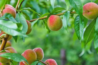 Эти меры помогут сохранить персик в условиях волгоградского климата