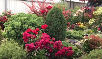 5 неприхотливых долгоцветущих многолетних цветов, которые стоит посадить в саду на даче
