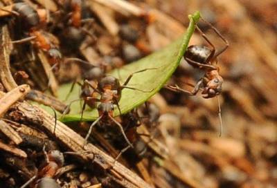 «Майская суета»: Александр Дрозденко показал муравьев-тружеников в лесах Ленобласти