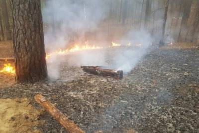 Полиция задержала подростков, которые устроили лесной пожар в Акшинском районе — видео