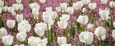В Краснодаре до конца мая высадят свыше 330 тысяч цветов