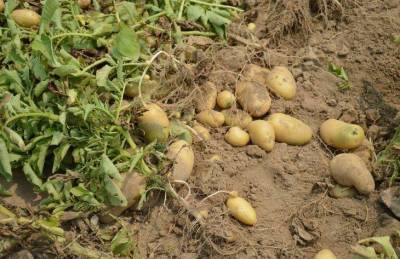 Какие 4 секрета помогут собрать отличный урожай картофеля