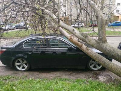В Минске от сильного ветра падают деревья