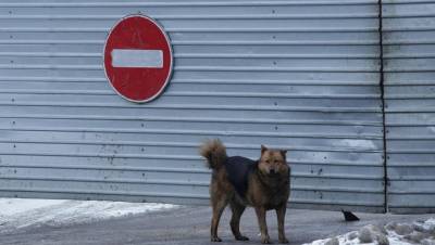 Более 100 укусов: в Мурманске бродячие собаки напали на школьницу