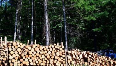 Вырубка леса нанесла свыше 50 млн гривен убытков — Госэкоинспекция