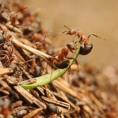 Майская суета: Александр Дрозденко показал муравьев-тружеников в лесах Ленобласти