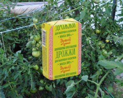 Подкормка томатов дрожжами: когда и как поливать дрожжевым раствором для сладости плодов