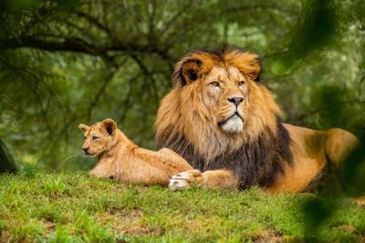 В Южной Африке запретят разводить львов в неволе в коммерческих целях