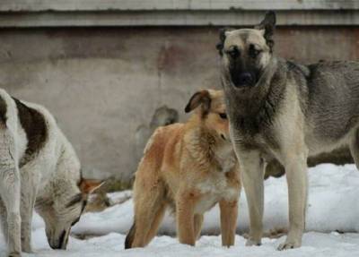 «Не осталось живого места»: собаки в Мурманске укусили девочку больше 100 раз