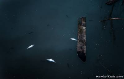 Рыба массово погибла в озере Керепеть на Черемошниках