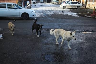 Собаки 100 раз покусали девятилетнюю россиянку