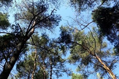 В Тамбовской области посадили 6 миллионов молодых деревьев