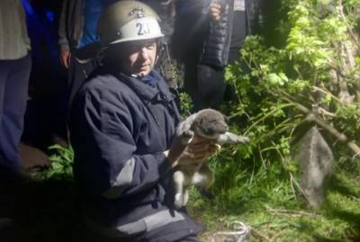 На Кировоградщине спасли крошечного щенка, который провалился в яму