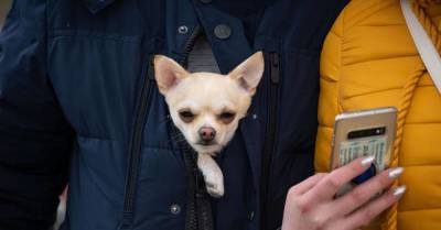 #мимимидня: «самая недовольная собака в мире» прячется в куртке хозяина от ветра