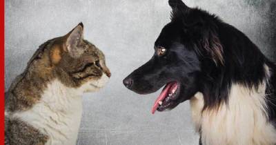 Кто умнее – кошки или собаки: интеллект животных сравнили ученые