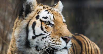 Пожилых тигра и медведицу в зоопарке Калининграда обследовали под общим наркозом