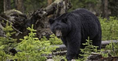 В Колорадо медведь насмерть разорвал женщину: она выгуливала 2 собак