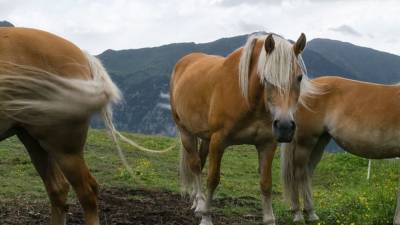 Биолог установил причину, по которой дикие лошади и ослы копают колодцы