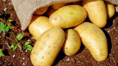 В России смогут выращивать до шести урожаев картофеля за год
