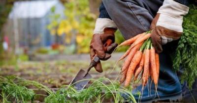 Совет для ленивых: как сеять морковь, чтобы потом не прореживать ее