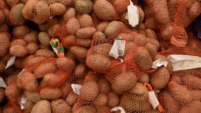 Разработка российских ученых поможет повысить урожайность картофеля