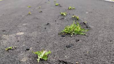 Сквозь новенькую дорогу пробились сорняки: фото невероятной силы природы Днепропетровщины
