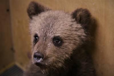 В деревне Тверской области от собаки спасли маленького медвежонка