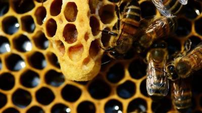 Биологи выяснили, что у зараженных пчел повышен феромон тревоги
