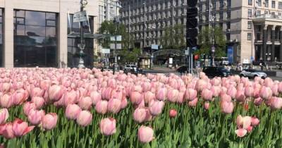 На центральных площадях Киева расцвели 100 тысяч тюльпанов, высаженных в честь героев Небесной сотни (ФОТО)
