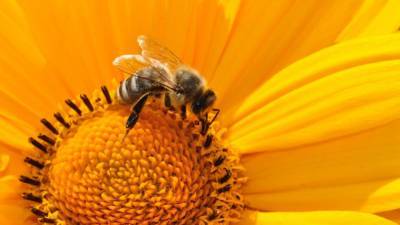 В Нидерландах провели четвертую национальную перепись пчел - newinform.com - Голландия
