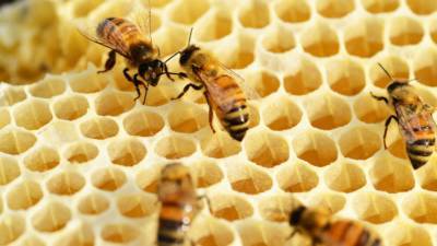 Феромоны тревоги у пчел повышаются при заболевании нозематозом