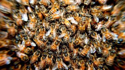 Голландцы произвели подсчет популяции пчел