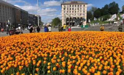 В центре Киева расцвели 100 тысяч тюльпанов в честь Героев Небесной сотни. ФОТОрепортаж