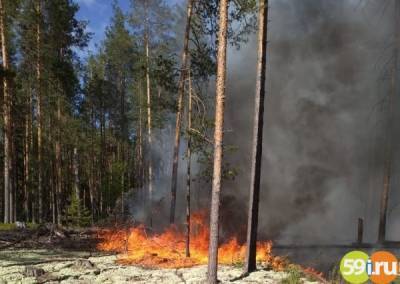 С началом пожароопасного сезона в Прикамье усилили патрулирование лесов