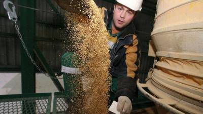 Правительство РФ направит почти 3,5 млрд рублей на производство масличных культур