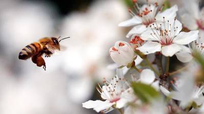 Джордж Мейсон Анч - Биолог предупредила о последствиях вымирания пчел на планете - iz.ru