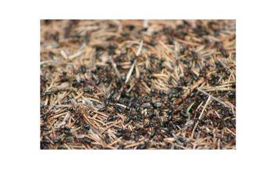 Al Riyadh (Саудовская Аравия): муравьи способны очистить ваш дом от пауков - inosmi.ru - Саудовская Аравия