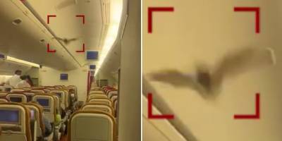 Самолет летевший из Нью-Дели в Ньюарк развернули из-за летучей мыши на борту - видео - ТЕЛЕГРАФ