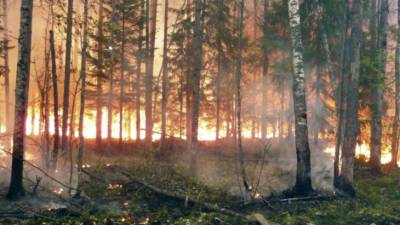 Площадь лесных пожаров в Якутии за сутки стала больше на две тысячи гектаров