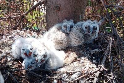 В Белгородской области рабочие не стали пилить дерево из-за гнезда с совятами