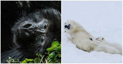 Атмосферные фото диких животных от National Geographic с описаниями