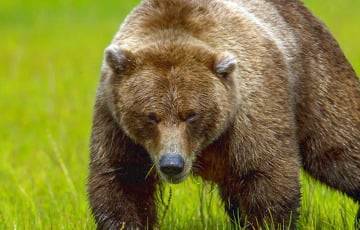 В Борисове медведь бродит по частному сектору