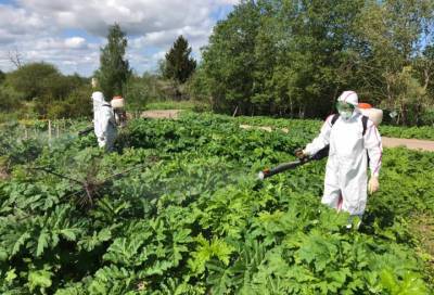 Специалисты приступили к обработке полей от борщевика Сосновского в Ленобласти