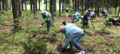 Житель Петрозаводска не нашел 240 елей, высаженных в парке Беличий остров