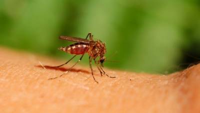 «От них гибли больше, чем от врагов»: Какими болезнями можно заразиться от комаров?
