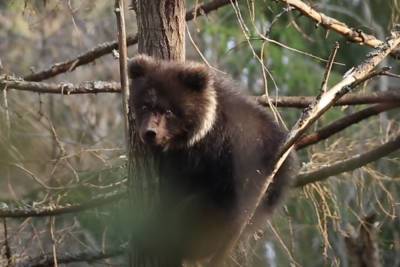 В центре спасения медвежат в Тверской области рассказали, куда делась Пужа