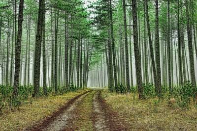 Марий Эл названа лидером по эффективному использованию леса